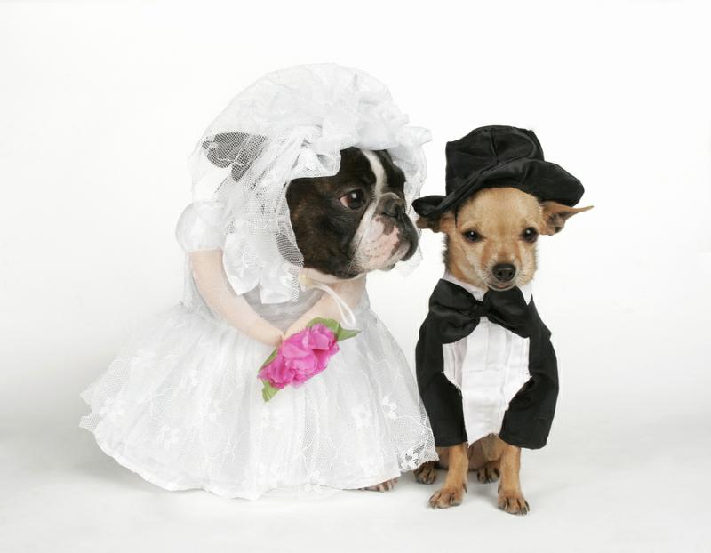 The funniest pet weddings photographs